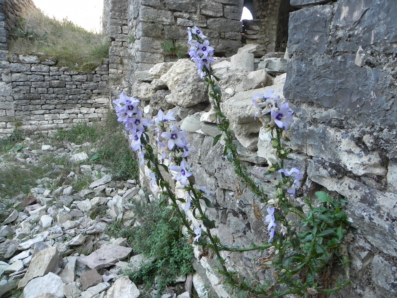 Image of Campanula versicolor specimen.