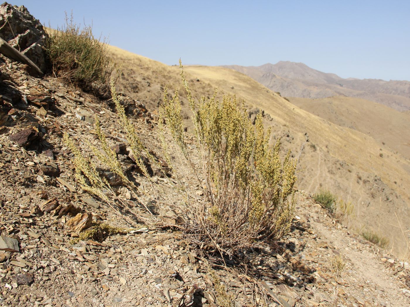 Image of Artemisia tenuisecta specimen.