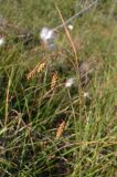 Carex paupercula