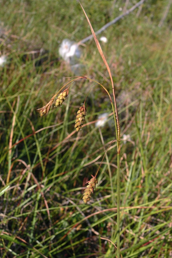 Изображение особи Carex paupercula.