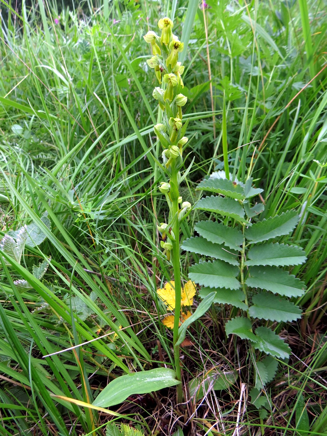 Изображение особи Dactylorhiza viridis.