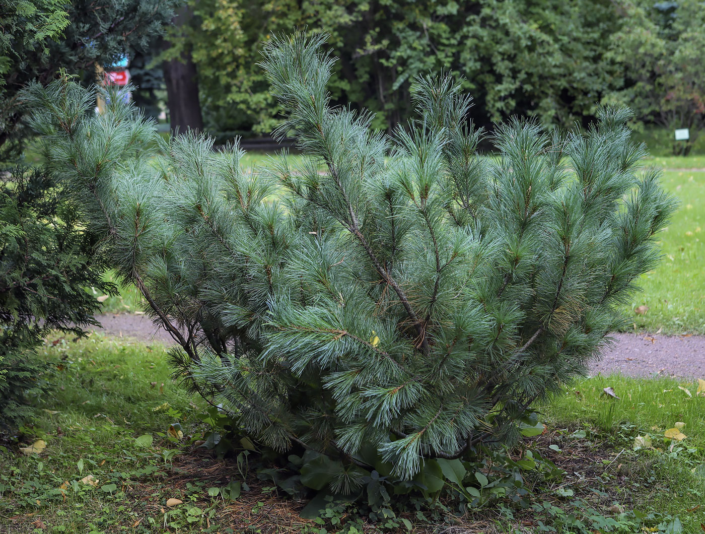 Изображение особи Pinus pumila.