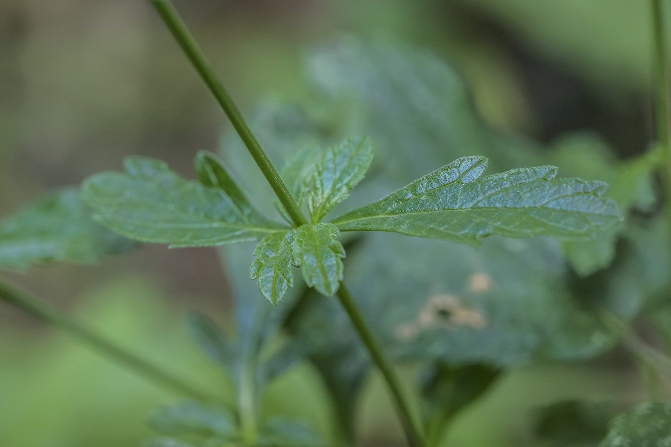 Image of Verbena officinalis specimen.