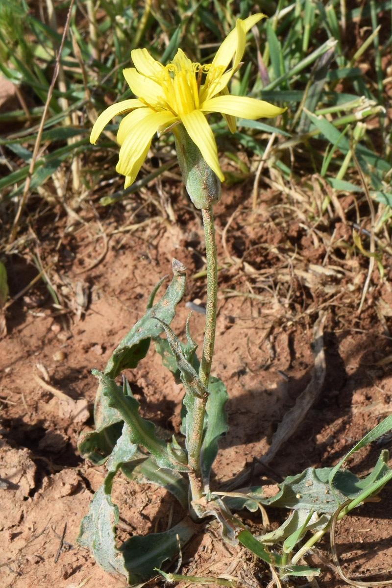 Изображение особи Scorzonera circumflexa.