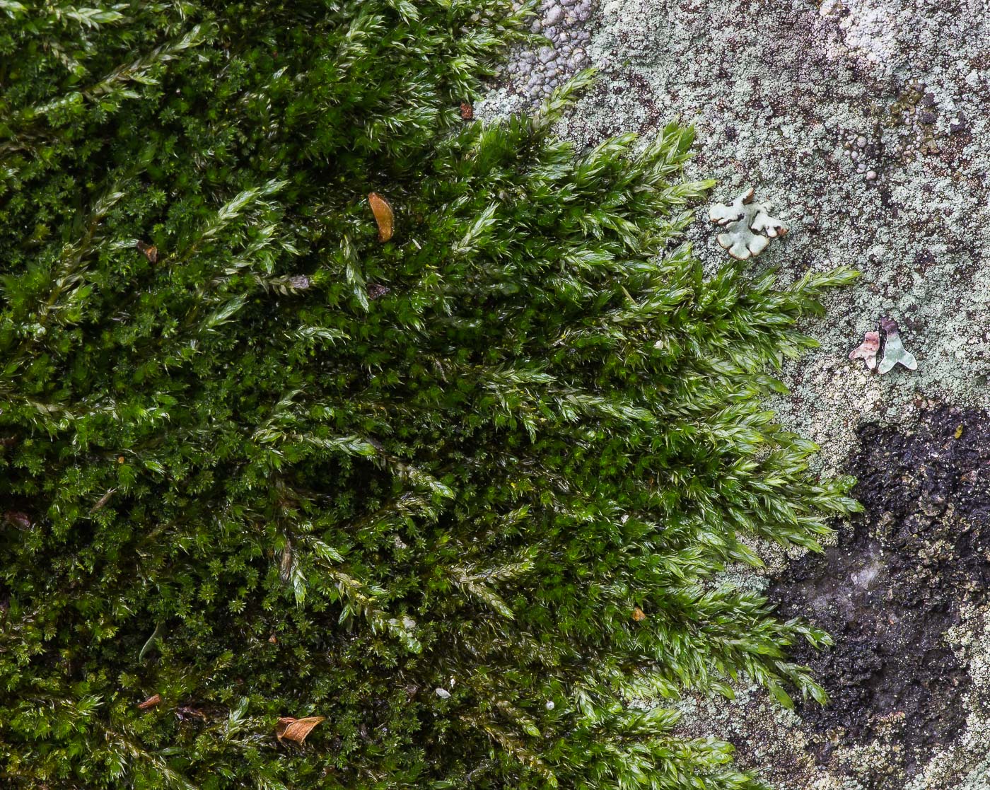 Image of class Bryopsida specimen.