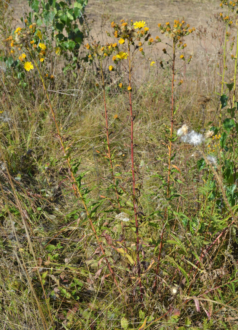 Image of Hieracium umbellatum specimen.