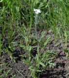 Cerastium arvense