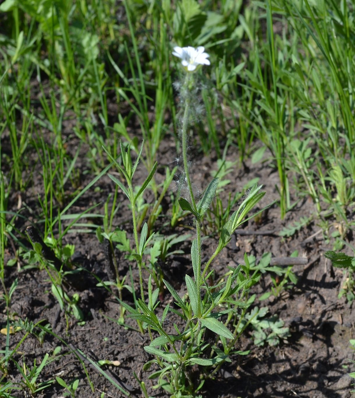 Image of Cerastium arvense specimen.