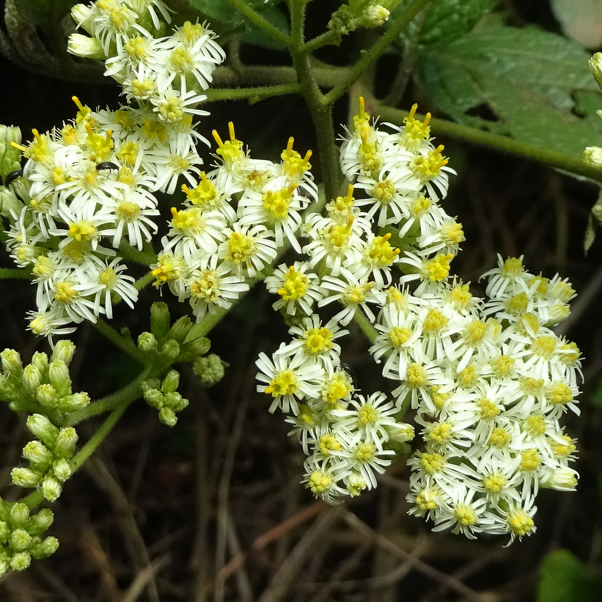 Изображение особи Anisopappus stuhlmannii.