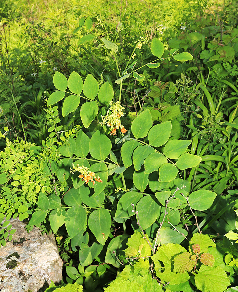 Изображение особи Lathyrus davidii.