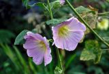 Alcea rosea. Часть побега с цветками. Московская обл., г. Железнодорожный, в культуре. 06.09.2020.