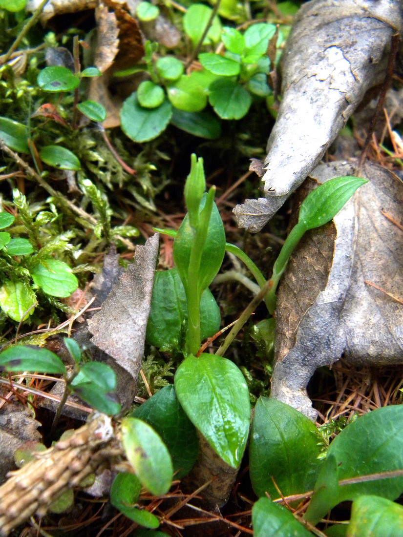 Image of Goodyera repens specimen.