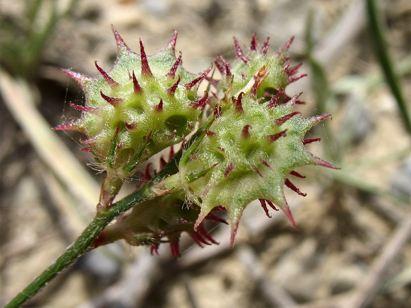 Image of Onobrychis caput-galli specimen.