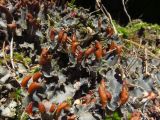 genus Peltigera