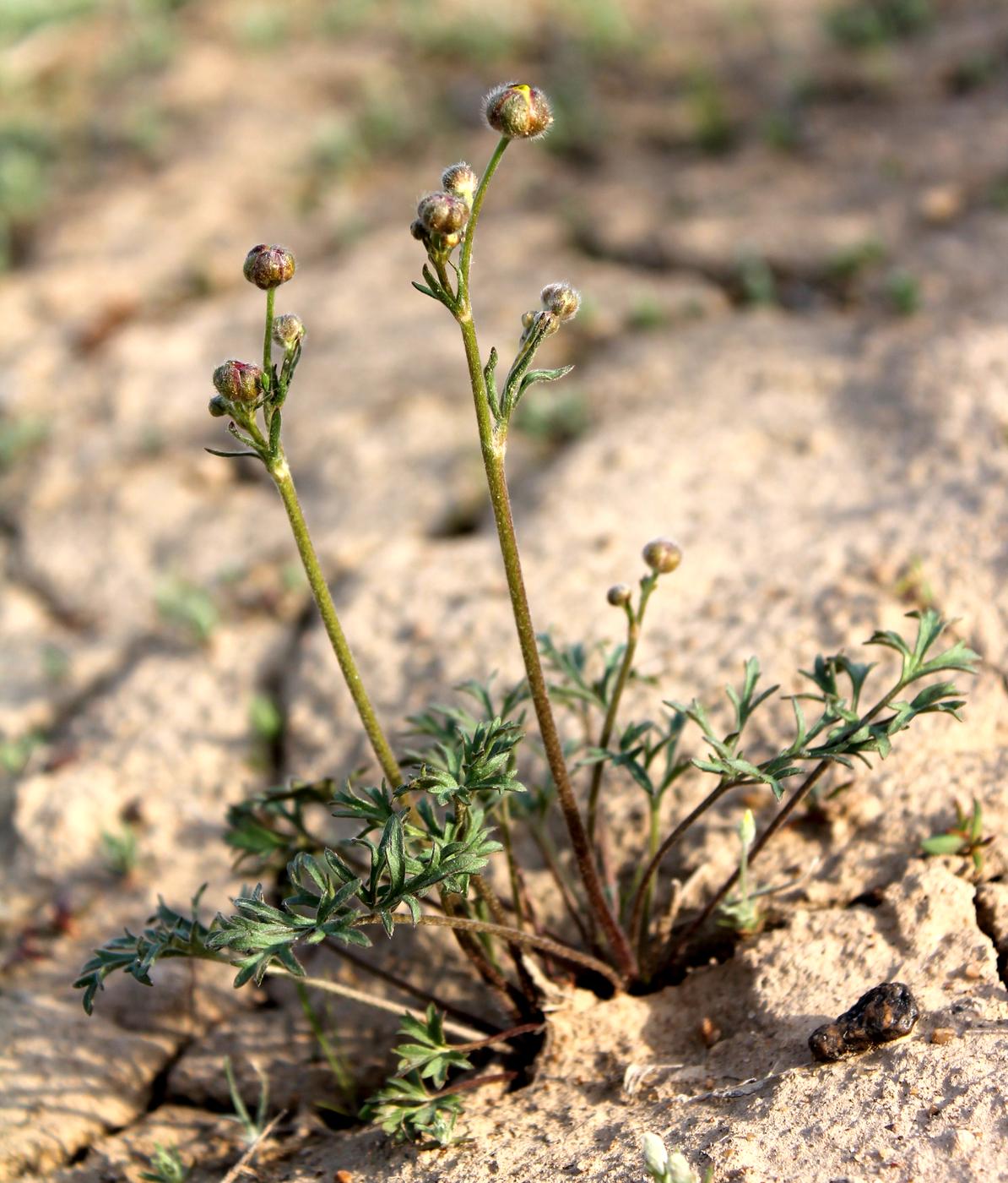 Изображение особи Ranunculus platyspermus.