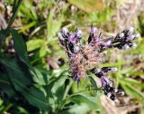 Saussurea parviflora. Верхушка цветущего растения, слева - побег в средней части. Республика Алтай, Онгудайский р-н, подножие г. Сарлык, около 1900 м н.у.м., кустарниковая тундра среди скал в верховьях ручья. 30.07.2010.