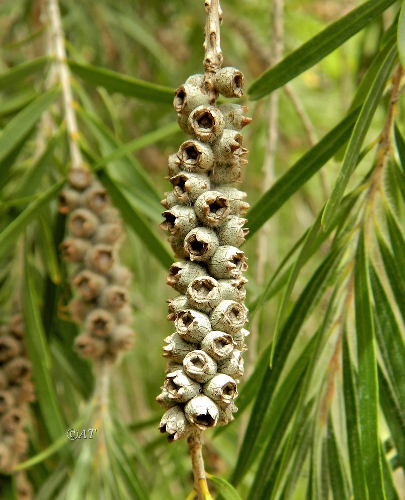 Изображение особи род Callistemon.