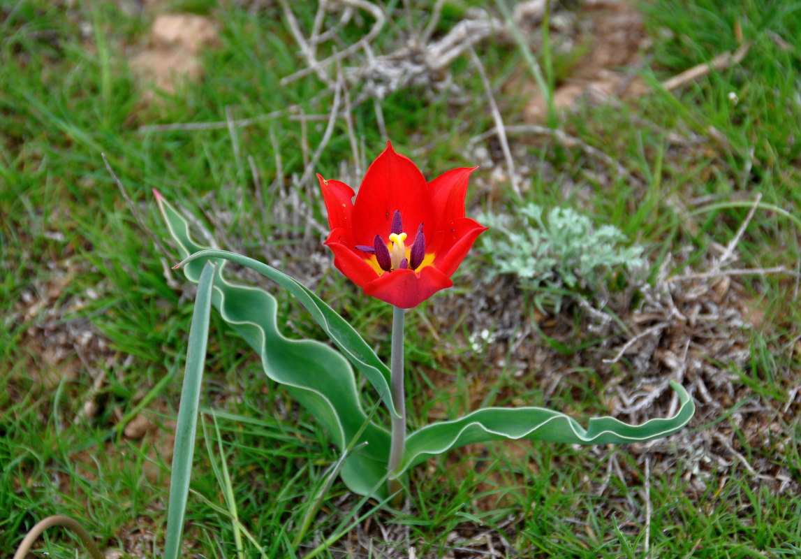 Изображение особи Tulipa suaveolens.