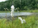 Sanguisorba parviflora