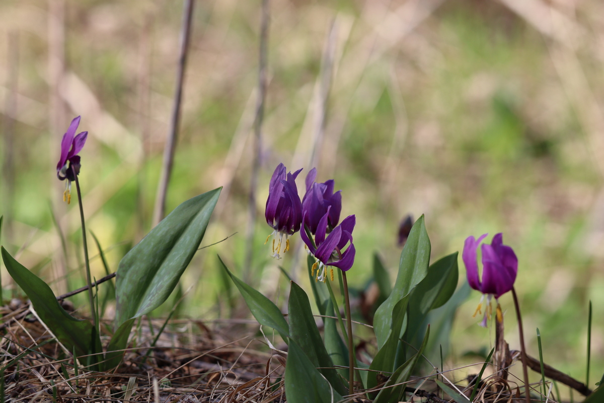 Image of Erythronium sibiricum specimen.