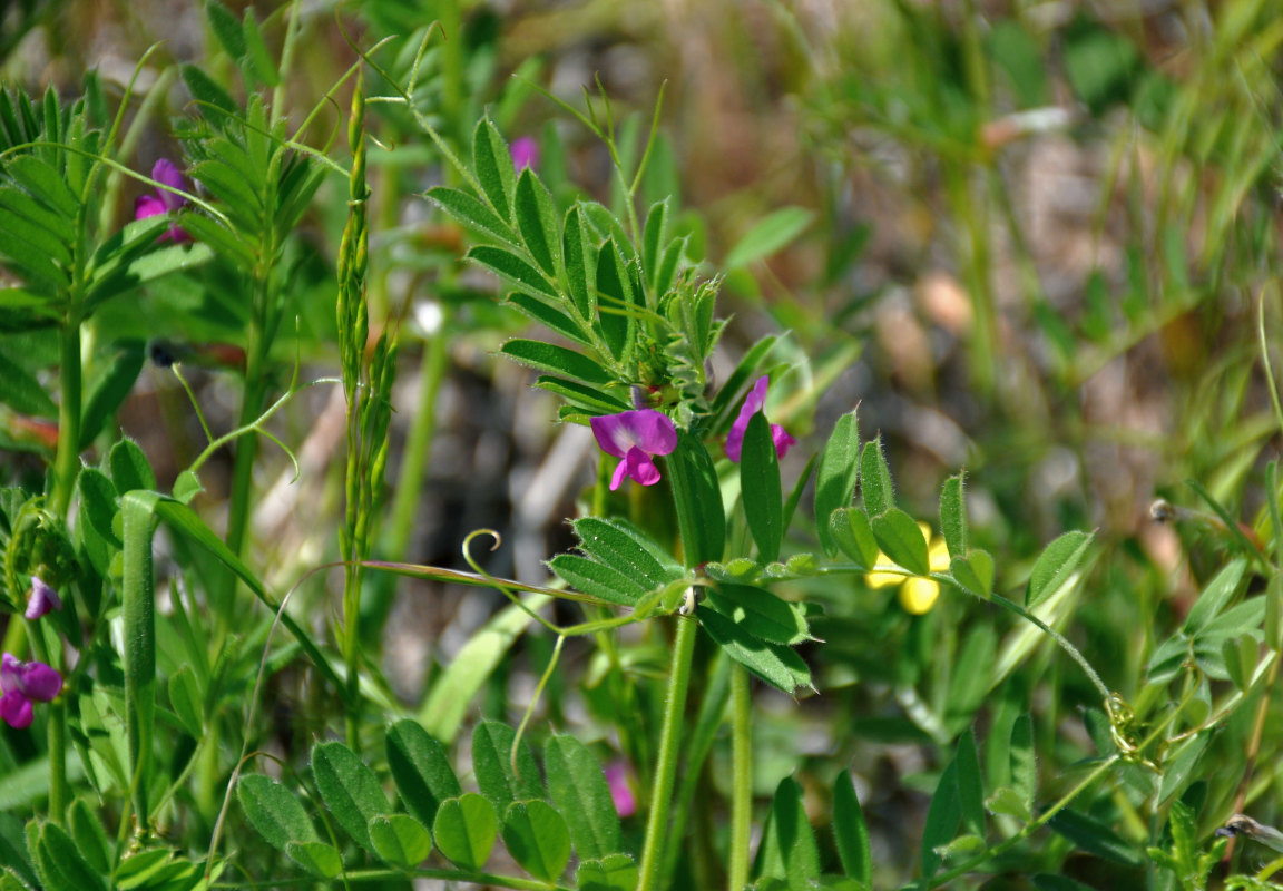 Image of Vicia angustifolia specimen.