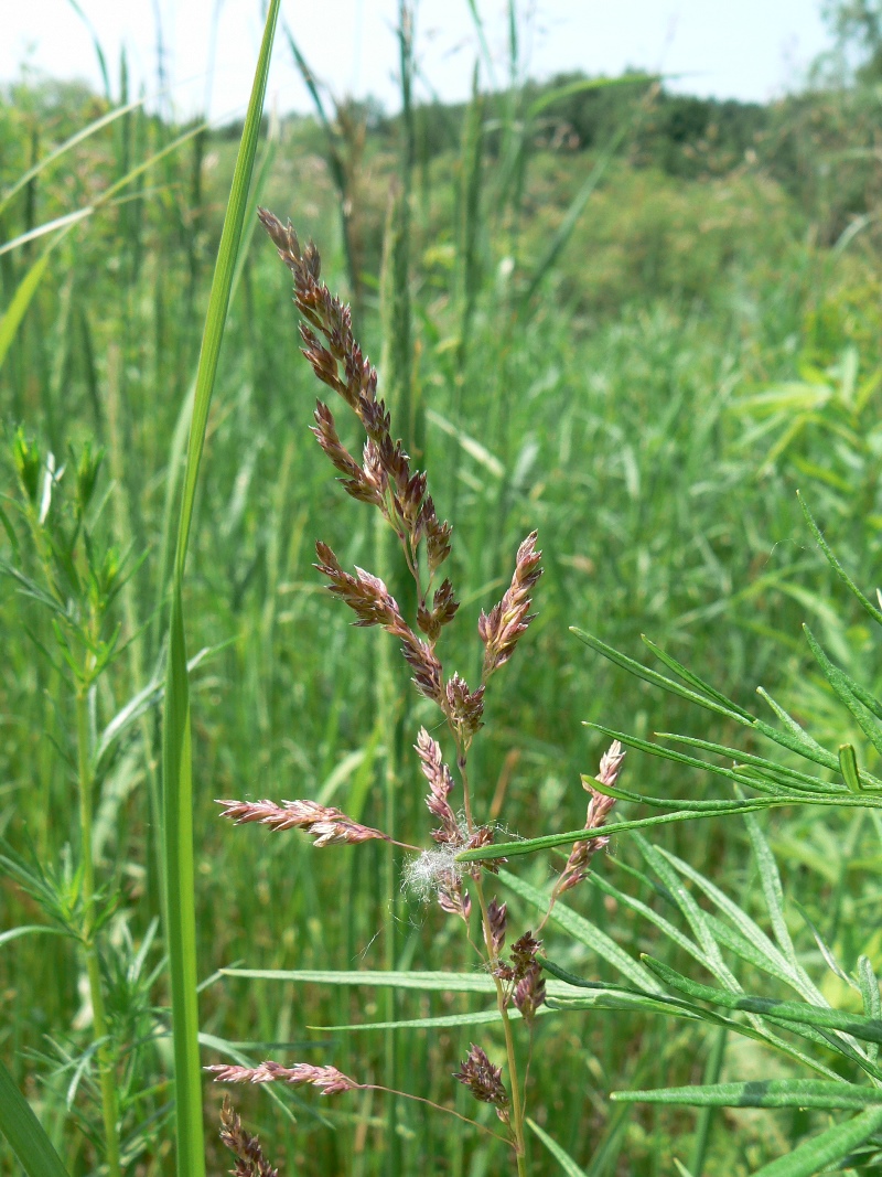 Изображение особи Poa pratensis.