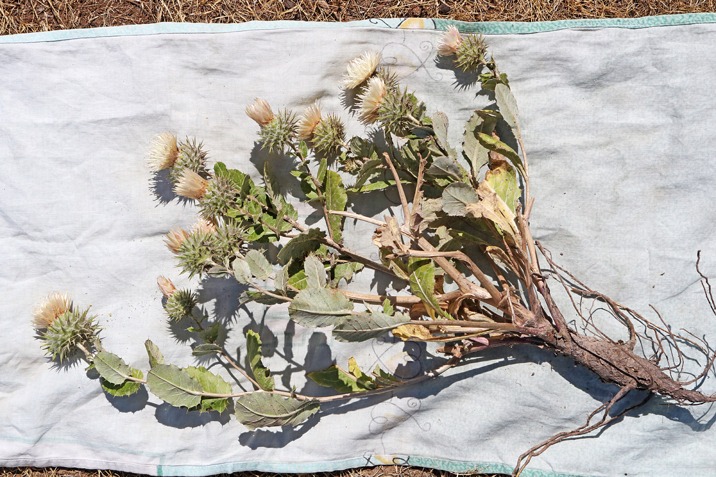 Image of Cousinia rotundifolia specimen.