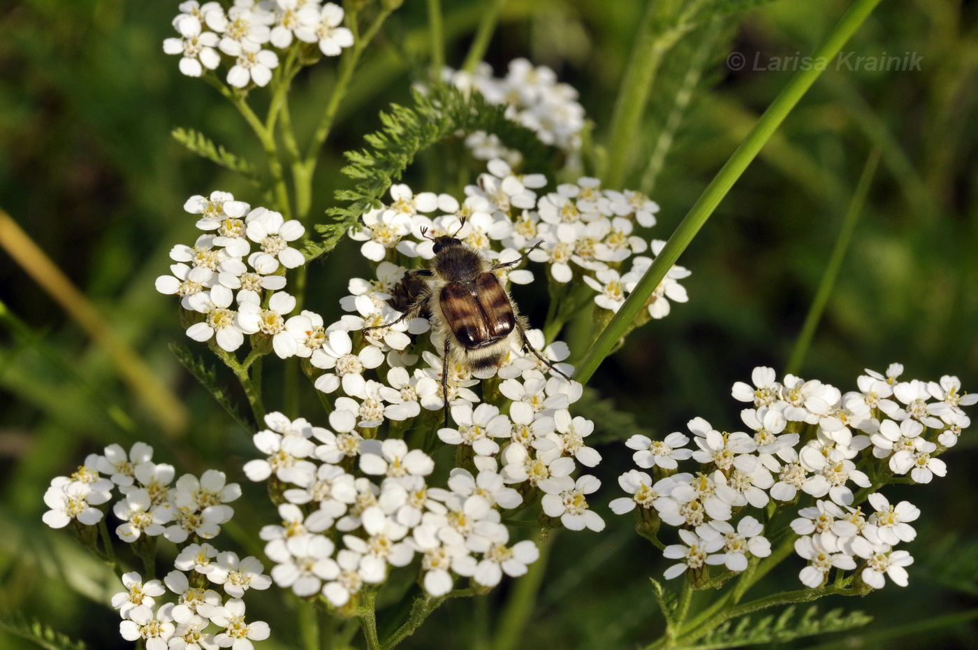 Изображение особи Achillea nigrescens.