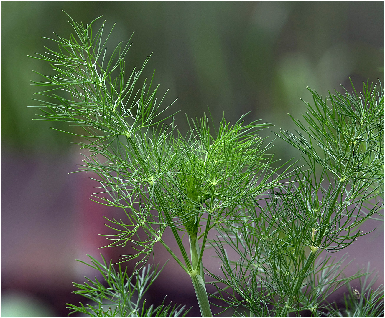 Изображение особи Anethum graveolens.