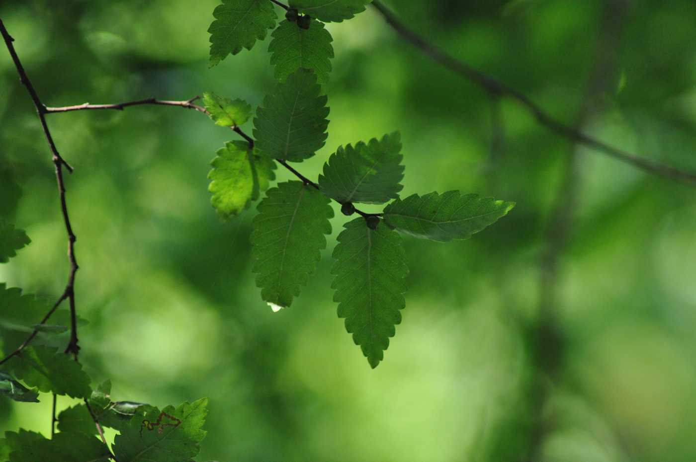 Image of Zelkova carpinifolia specimen.