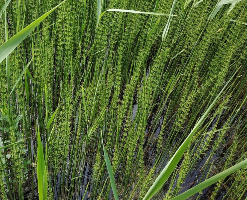 Image of Equisetum fluviatile specimen.