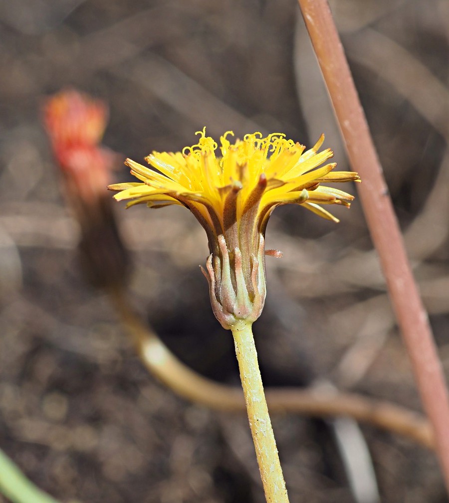 Image of Taraxacum bessarabicum specimen.