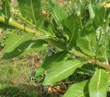 Verbascum eriorrhabdon