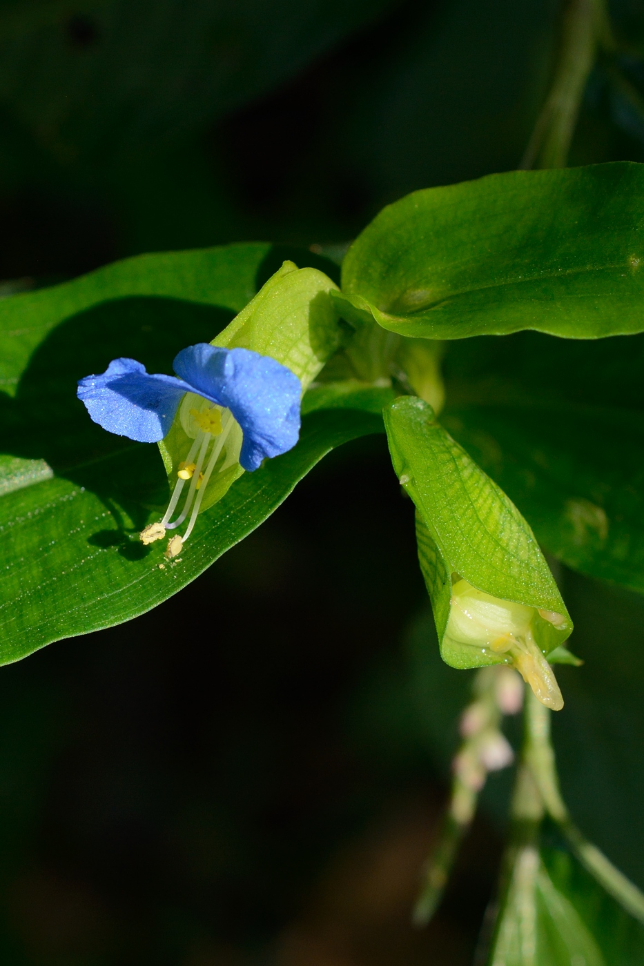 Изображение особи Commelina communis.