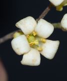 Pittosporum undulatum