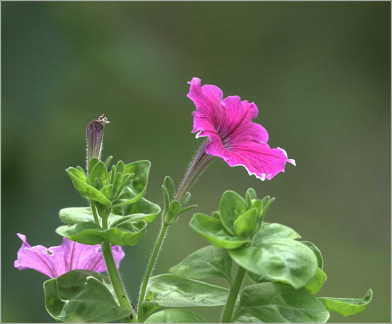 Image of Petunia × atkinsiana specimen.