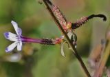 Plumbago europaea