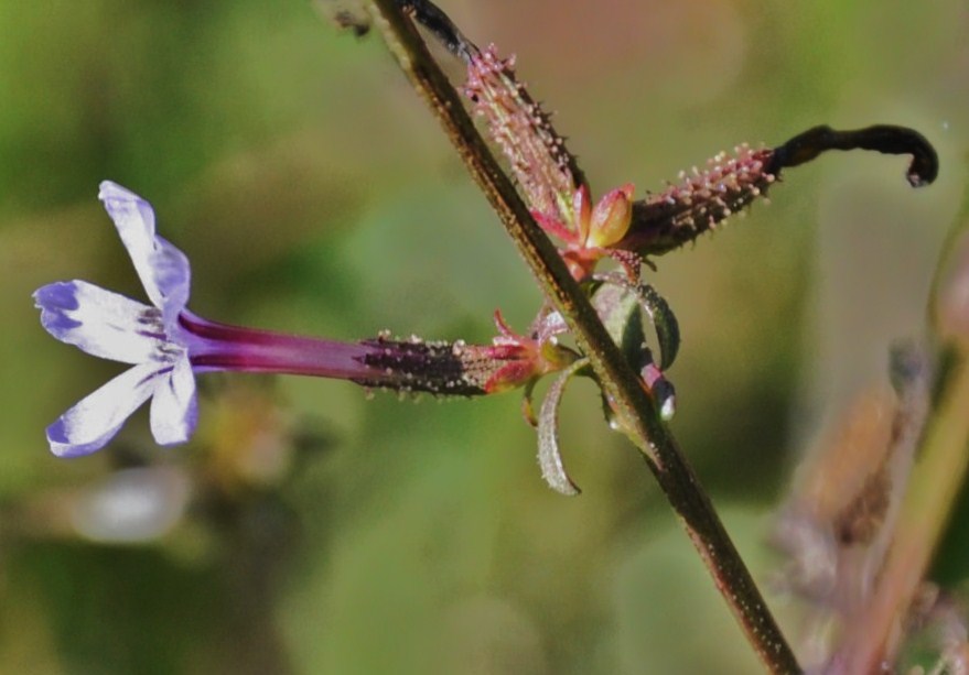 Изображение особи Plumbago europaea.