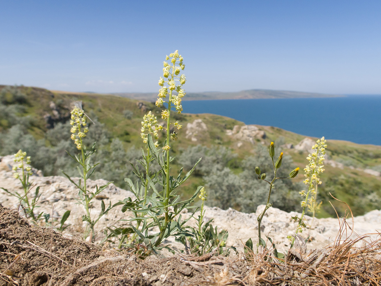 Изображение особи Reseda lutea.