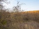 genus Crataegus. Ветви с плодами. Краснодарский край, Крымский р-н, окр. станицы Неберджаевская, ур. Темрючки, старый заброшенный мергелевый карьер, на отвале грунта. 23.10.2021.