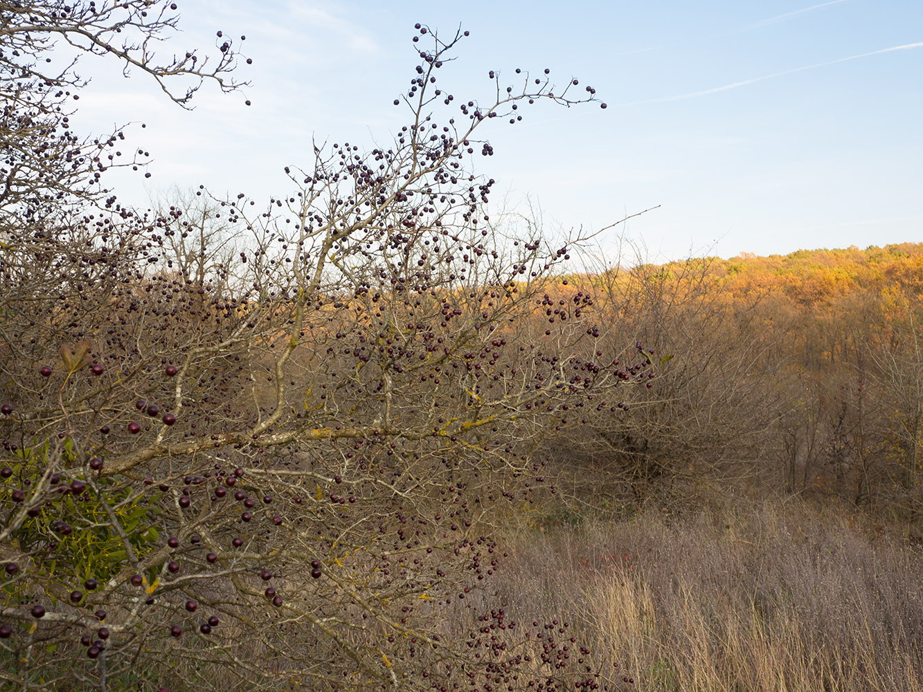 Image of genus Crataegus specimen.