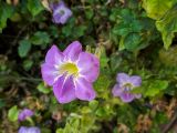 Asystasia gangetica