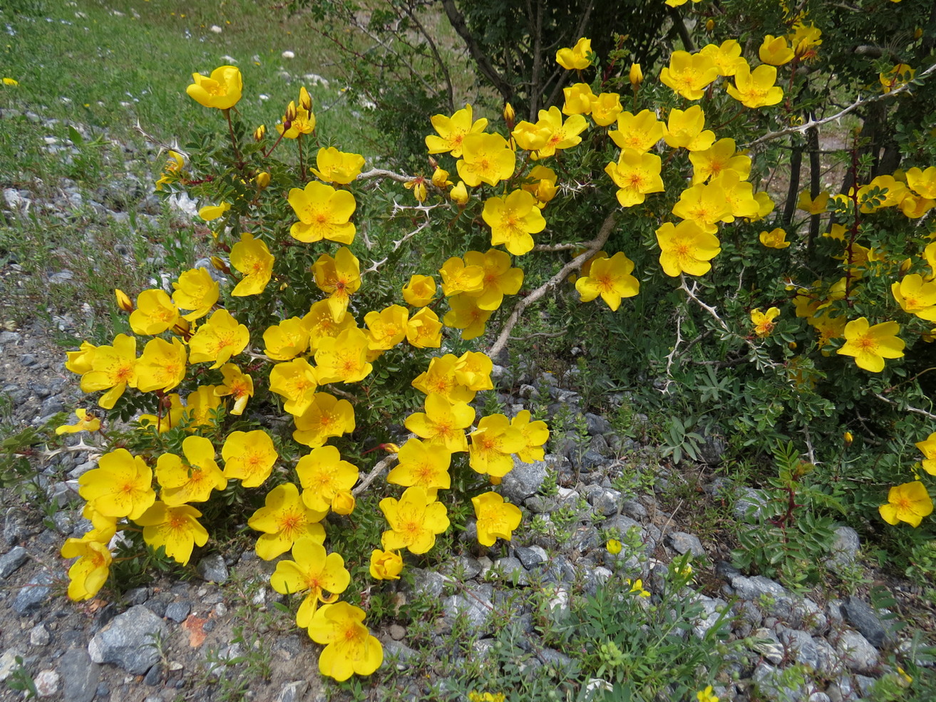 Image of Rosa ecae specimen.