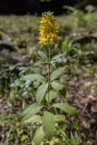 Lysimachia verticillaris. Верхушка цветущего растения. Краснодарский край, Кавказский биосферный заповедник, долина р. Малая Лаба, поляна в широколиственном лесу. 17.07.2021.