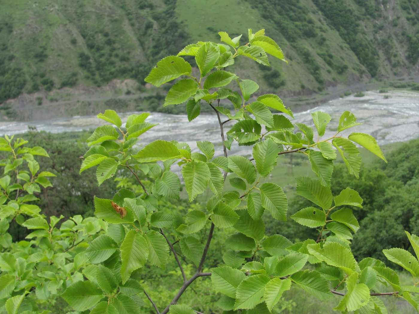 Изображение особи Ulmus minor.