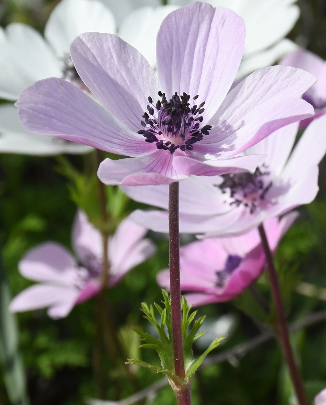 Изображение особи Anemone coronaria.