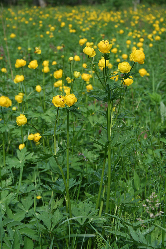 Изображение особи Trollius europaeus.