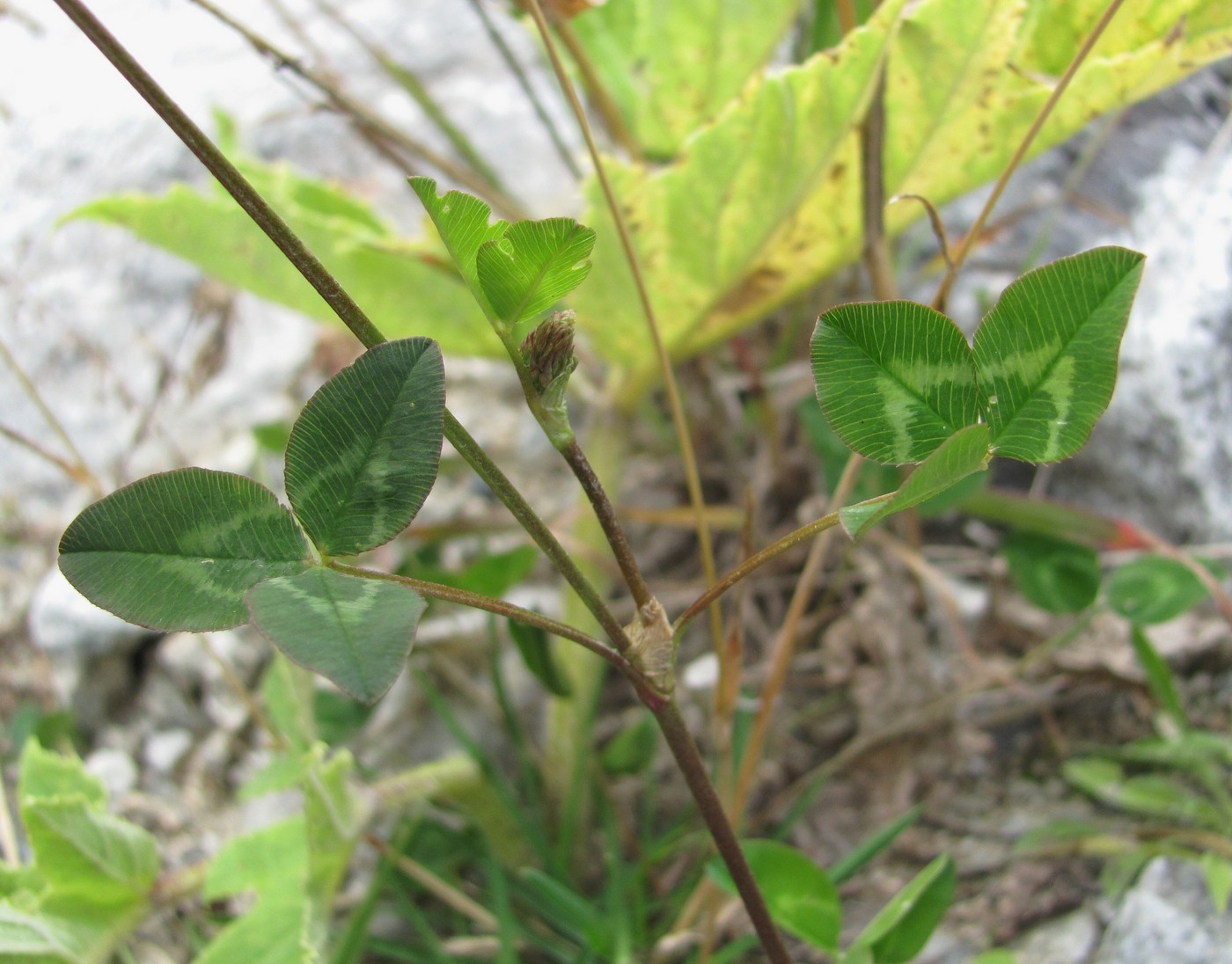 Image of Trifolium ambiguum specimen.