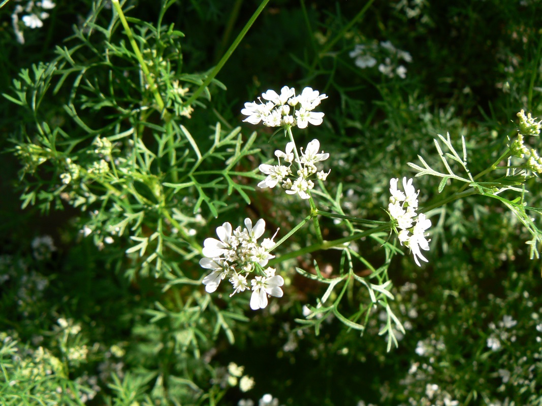 Image of Coriandrum sativum specimen.