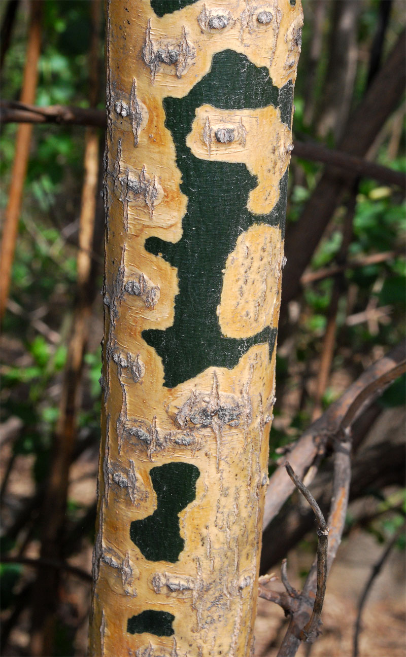 Image of class Magnoliopsida specimen.